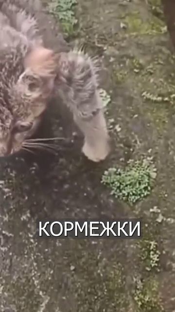 Хитрый кот симулянт