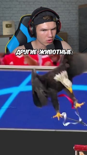 Ты НЕ ПОВЕРИШЬ, Кто Забил Гол! 😹⚽ #шортс #футбол #животные #реакция #кот #lisfox