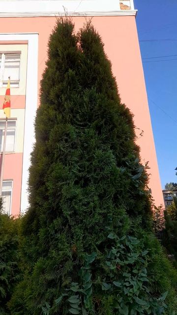 1000027937.mp4Ржев.11.06.2025г.
