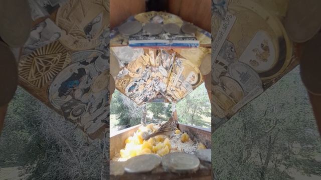 1000044329.mp4Жизнь кормушки.11.06.2025г.