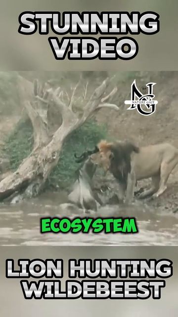 K-VUDwp0q48 - Stunning Video： Lion Hunting Wildebeest #shorts #animals #wildlife