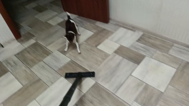 Пылесосы, я вас не люблю!