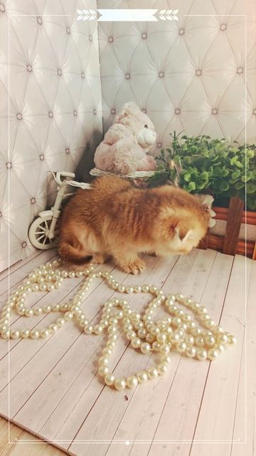 #шиншиллакошка#шотландскаяпрямоухаякошка#золотистаяшиншилла#британскаяшиншиллакошка#британка#cat