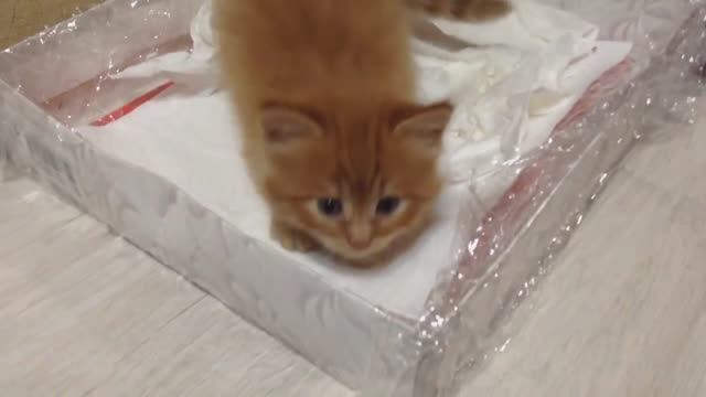 НЕПОСЛУШНЫЕ КОТЯТА