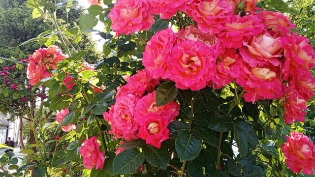 video_2025-06-11_13-59-02 (2)