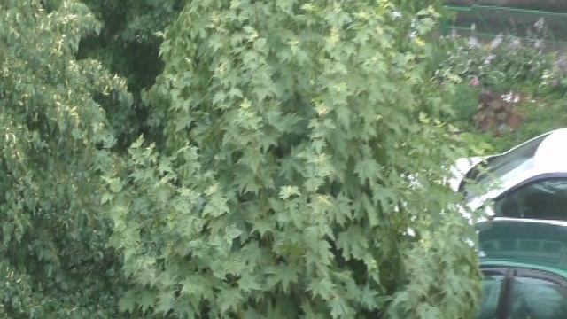 Дождь - моё самое любимое состояние природы. Могу любоваться им часами
