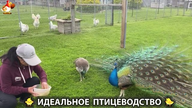 Идеальное птицеводство достойно восхищения 🐓🦆🦢🦚🦃🐔 эпизод (244)