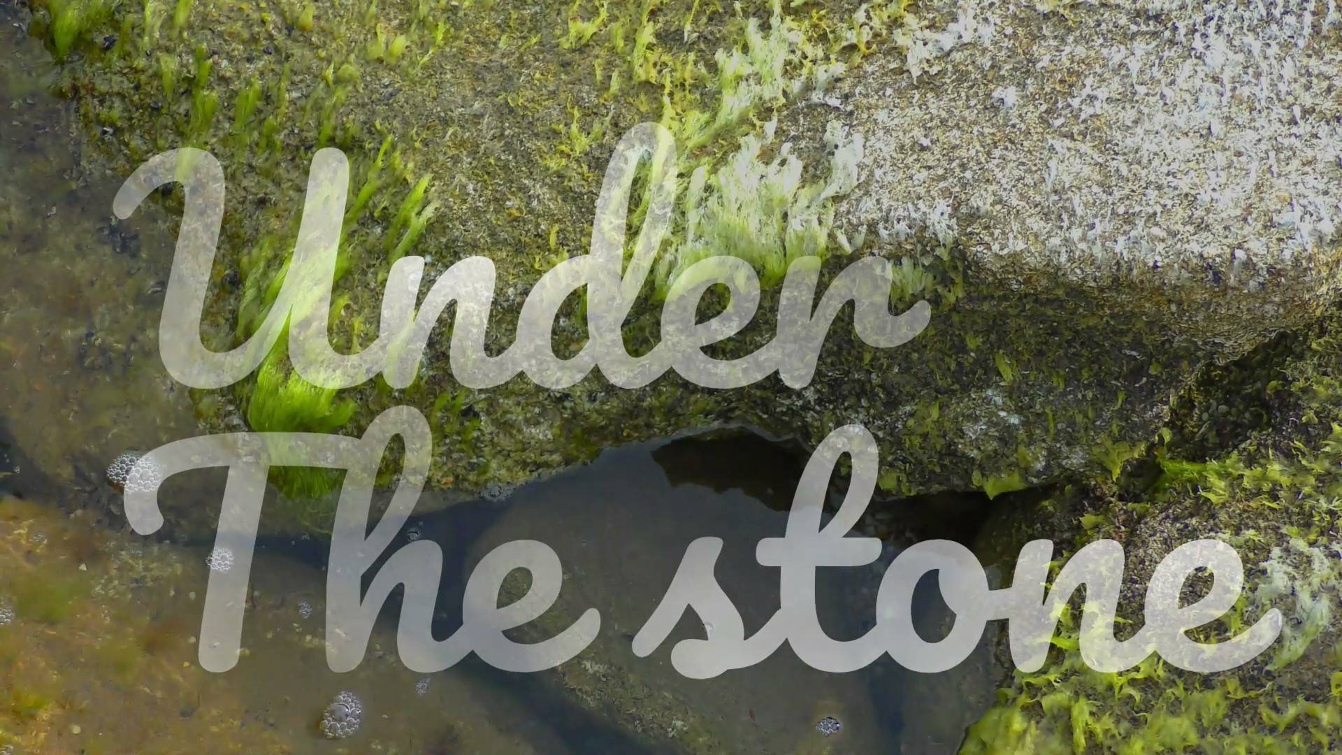 Under the stone
