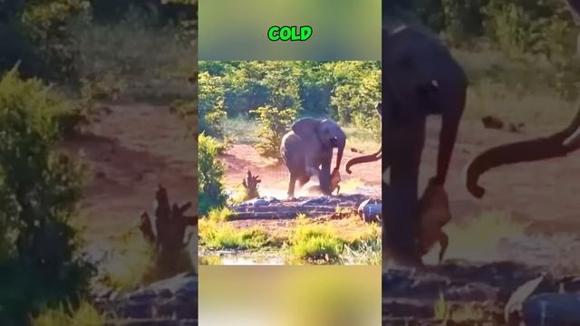 VOW479FQ9L4 - Clash at the River： When the Elephants Fought Back #shorts #animals