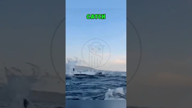 OgtMc4_kFKw - Terror at Sea： When the Ocean Strikes Back! #shorts #animals