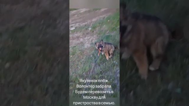 11-06-2025 якутенок ппбж