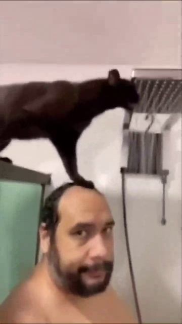 Мяучик 15