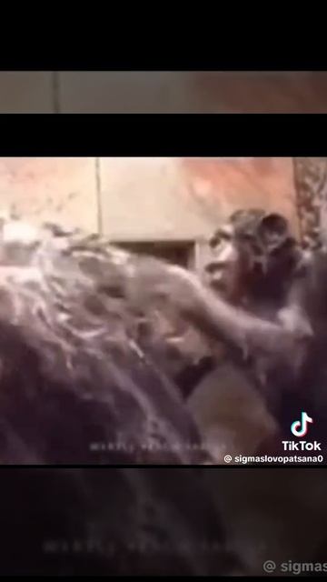 #обезьянчики покемончики