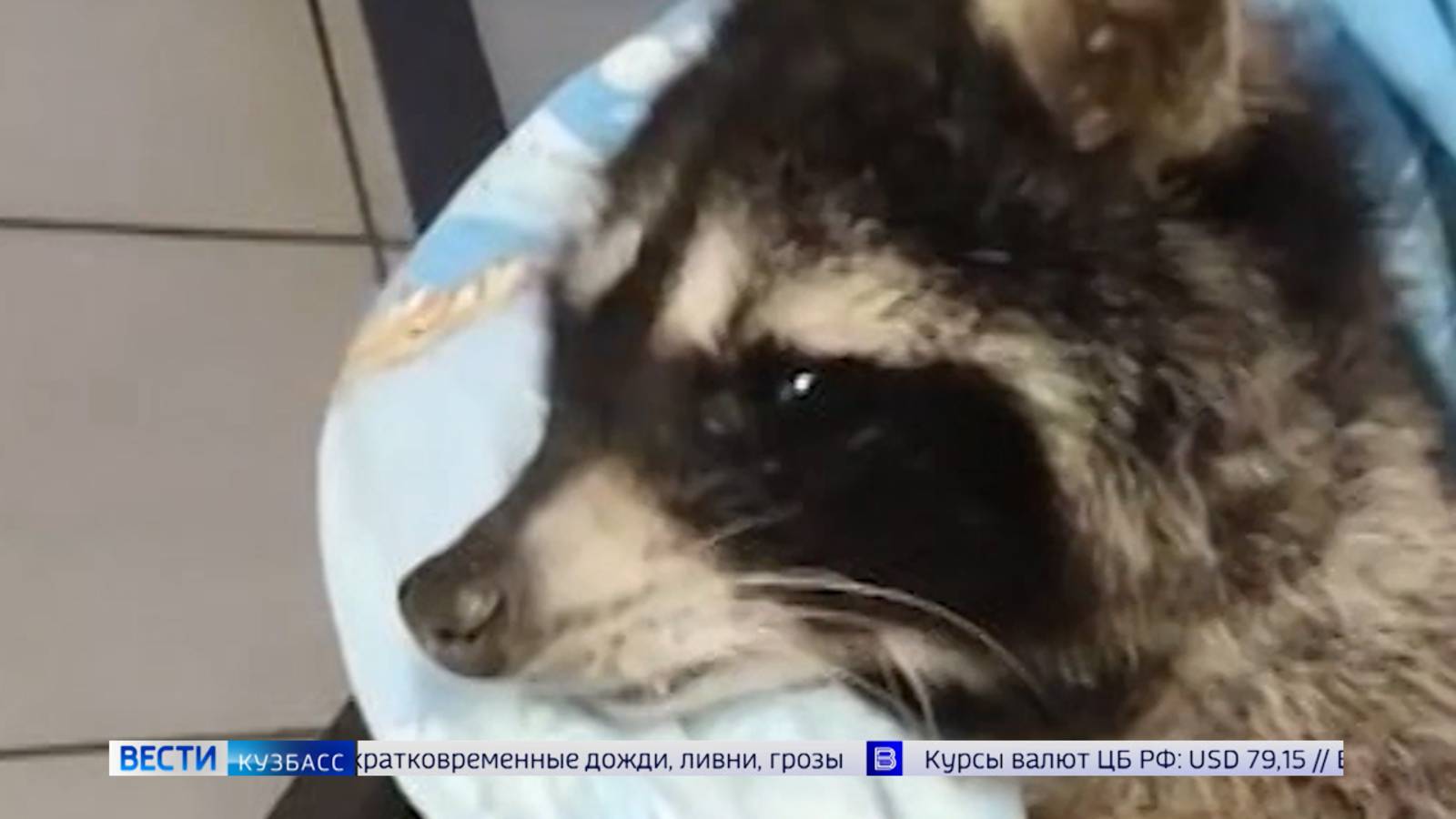 Кемеровские волонтёры спасают раненую самку енота
