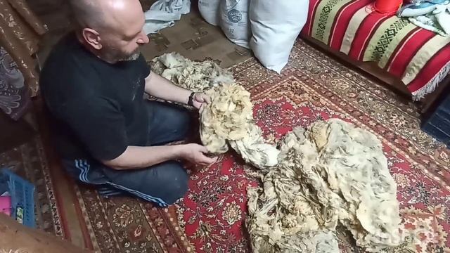 Талшинская шерсть.