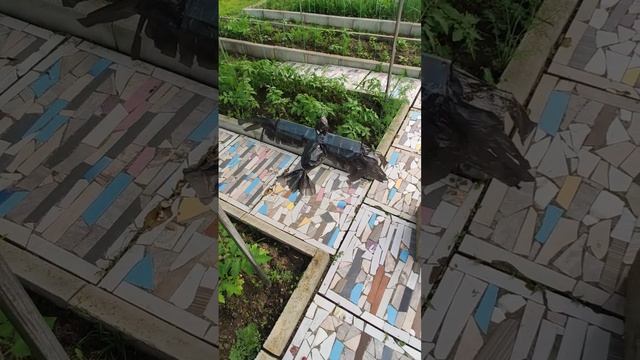 Улучшил конструкцию хищной птицы. Теперь за урожай клубники спокоен!
