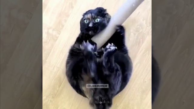Музыкальная Пауза