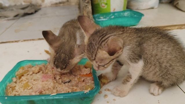Котята едят первый раз