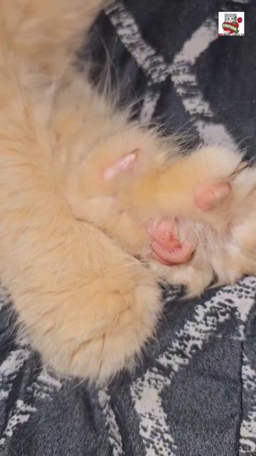 Сладких снов 🌜❤😻