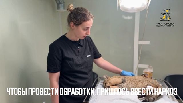 К нам на лечение поступил очень тяжелый пациент. Поддержать⬇️