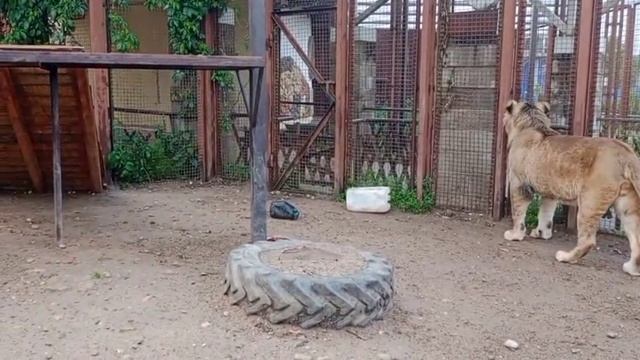 Разминка после дождя Видео от опекуна Светланы