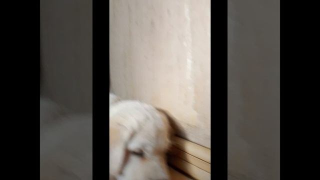 Собакин Плюша