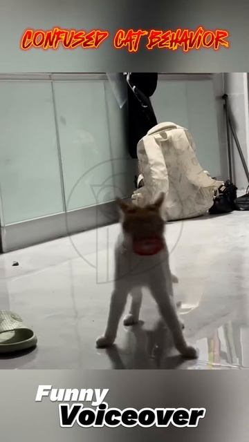 IFvA_43zccI - Confused cat behavior #Funny voiceover #shorts #cat #funny