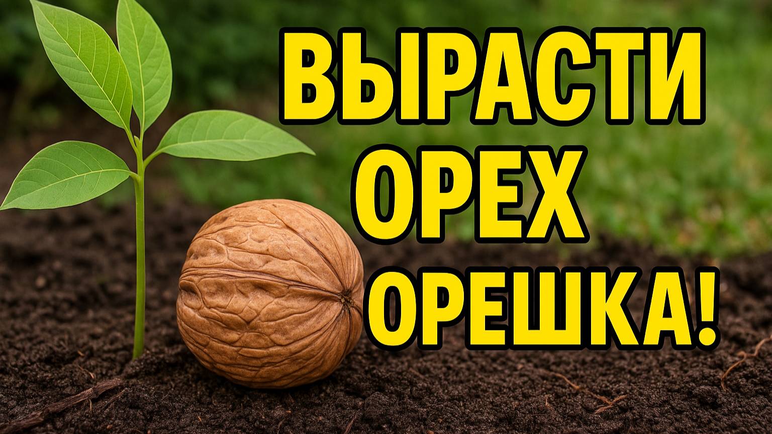 Как вырастить грецкий орех из обычного орешка? Показываю по шагам!
