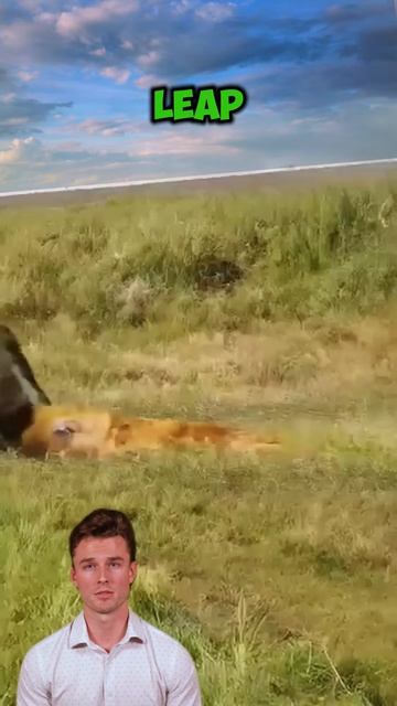 9Z1XvdjlimY - ＂Graceful Defiance： An Antelope's Triumph＂ #shorts #animals #facts #wildlife #nature