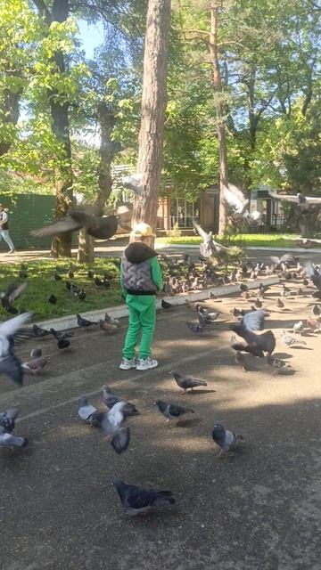 любимые голуби