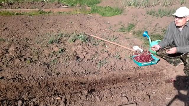 Почему я выращиваю свеклу через рассаду.