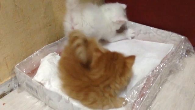 НЕПОСЛУШНЫЕ КОТЯТА