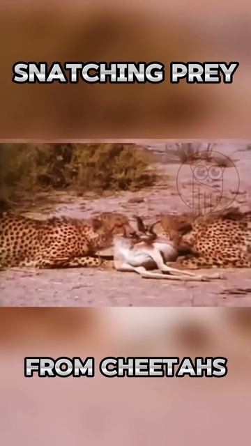 WqSzHKUPwjc - Snatching Prey from Cheetahs #shorts  #animals #viral #nature #wildlife