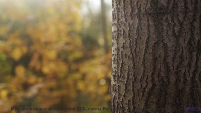 Музыка, которая рисует картины природы - Acceptance -- Kirk Osamayo -- Season Two (ORANGE)