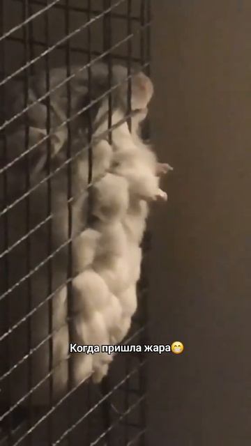 Когда пришла жара