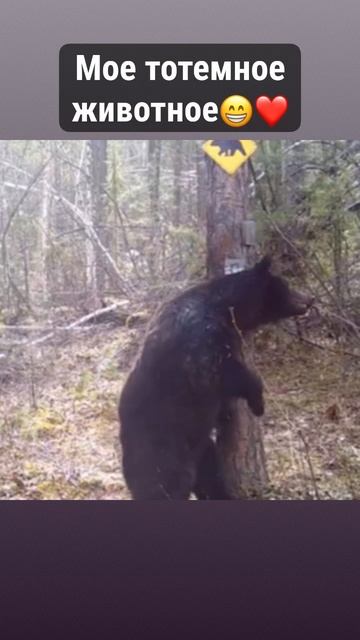 мое тотемное животное))