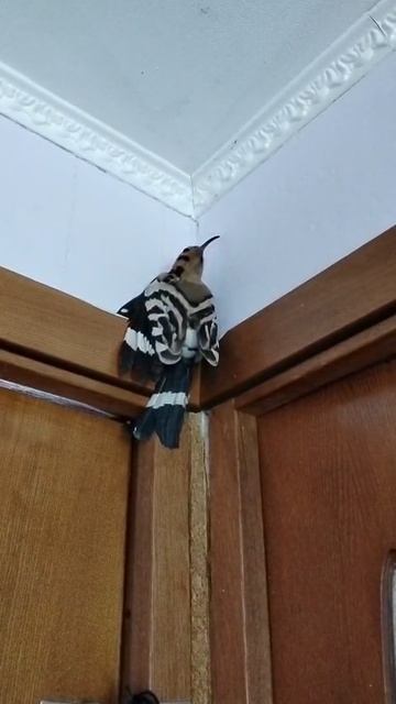 Удод в домашних условиях