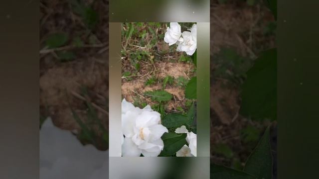 НЕ МОГУ НАЛЮБОВАТЬСЯ ЭТОЙ КРАСОТОЙ...