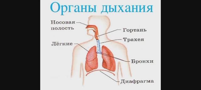 Органы дыхания