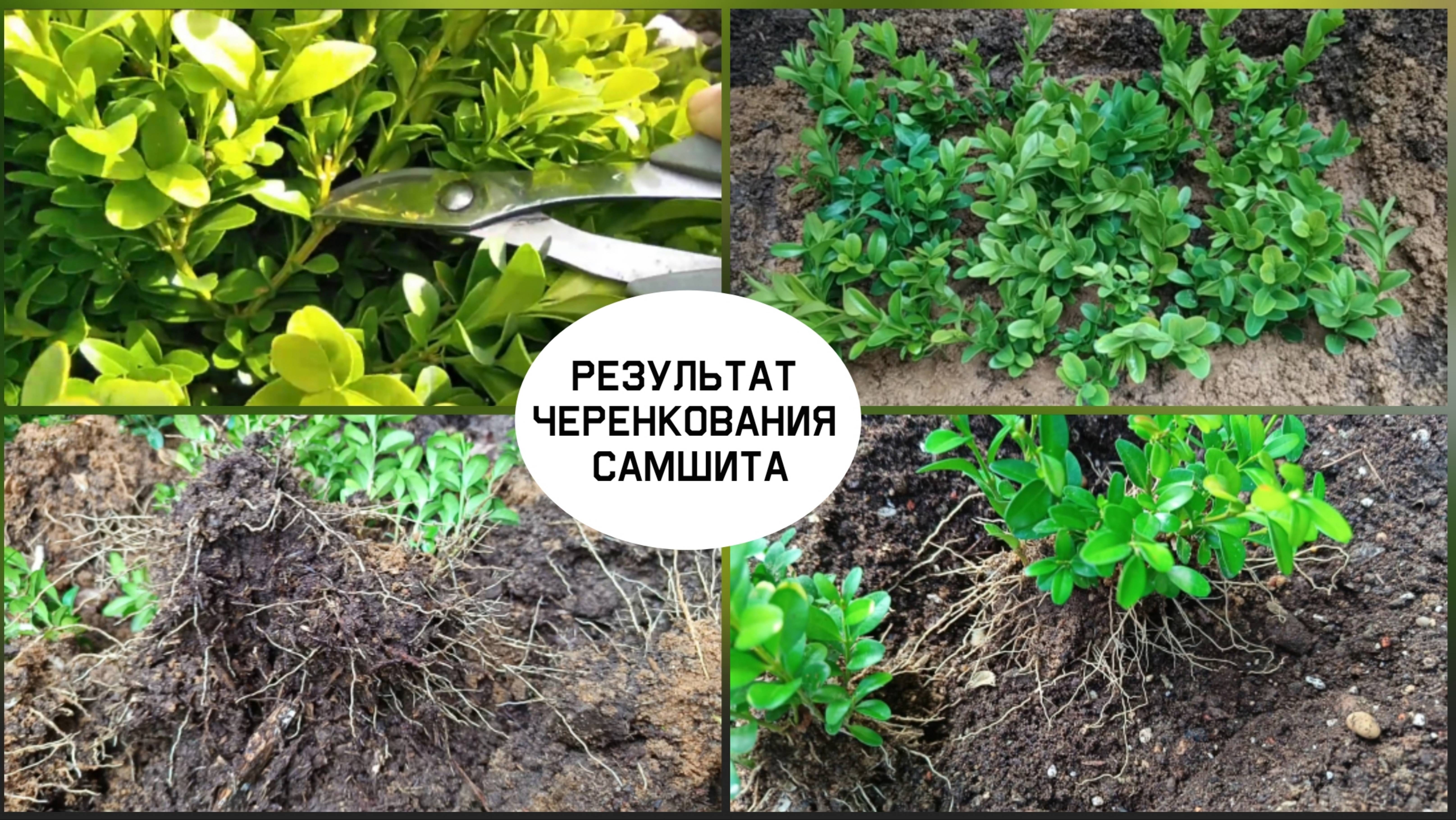 Результат черенкования самшита.