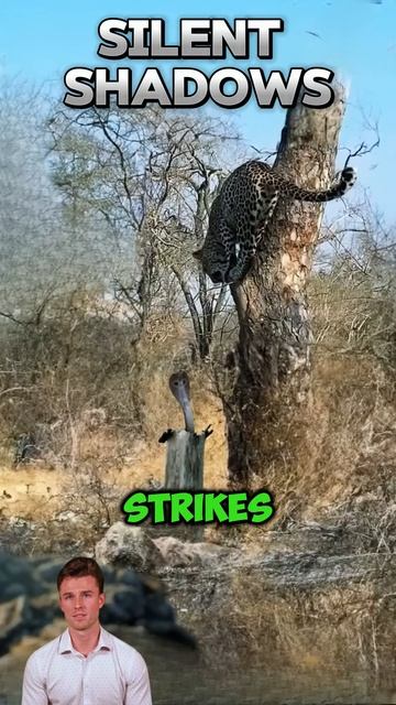 Jy52jwTVrBU - ＂Silent Shadows： The Leopard's Lethal Dance with the Cobra＂ #shorts #animals #wildlife