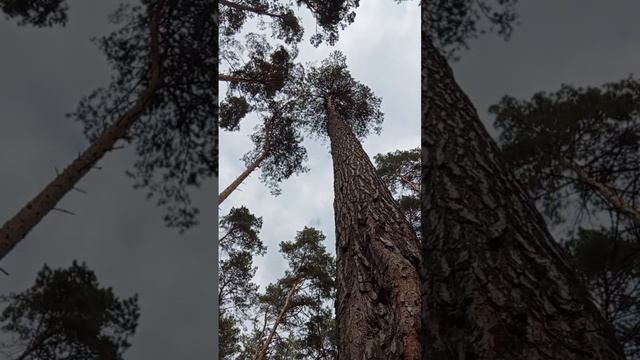 Дао 💖 Летнего Неба ! Даосская практика 🌲 медитации! П