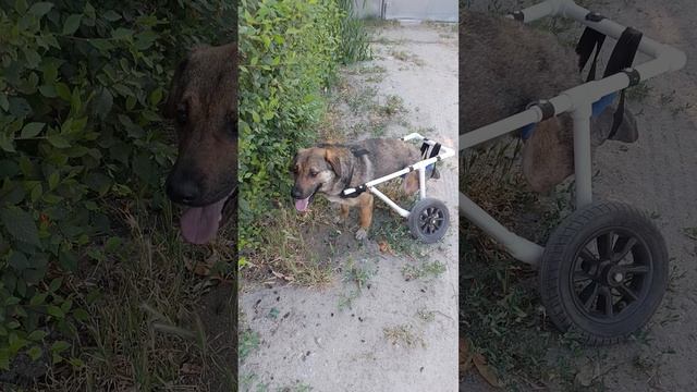 Шурик пёс спинальник нуждается в помощи и добрых ручках
