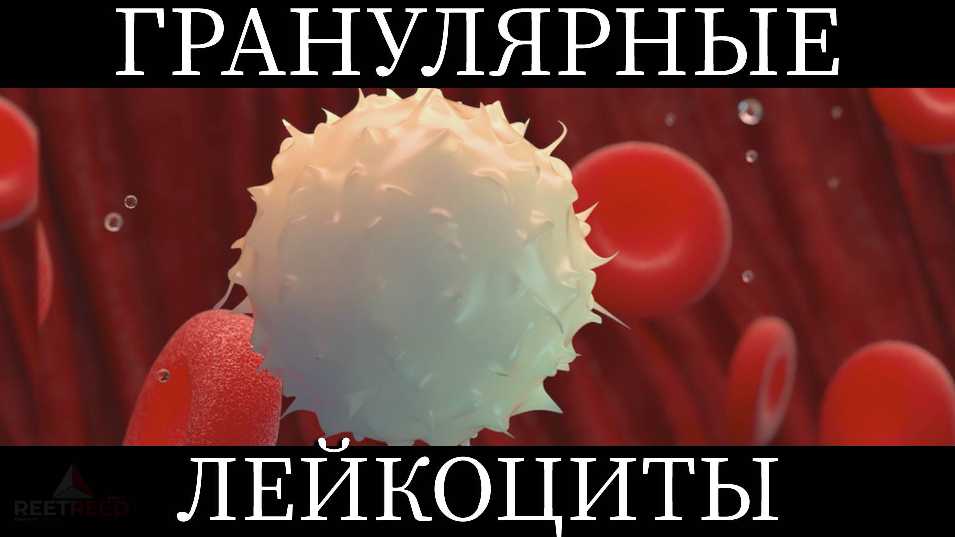Гной – это лейкоциты?! Строение и функции гранулярных клеток крови