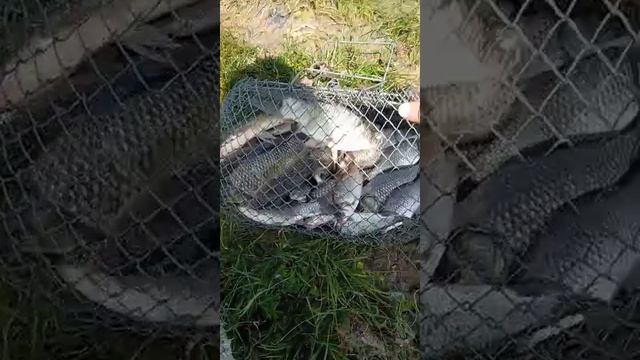 Озеро Курское, нарыбачили