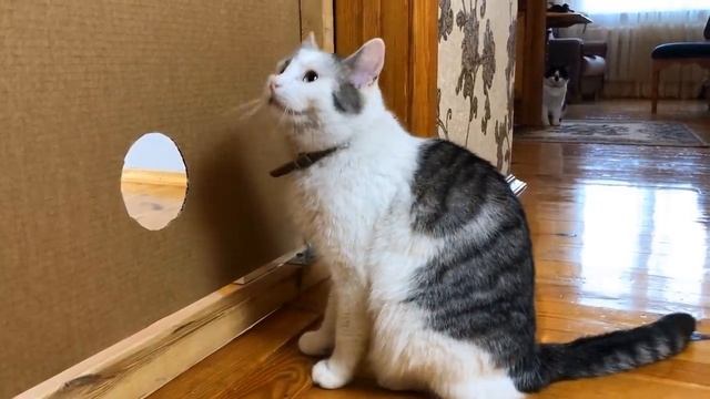 Коты - это вода)))