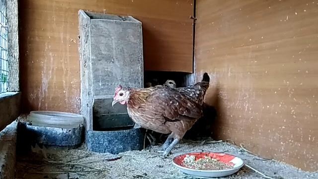 Цыплята перед продажей