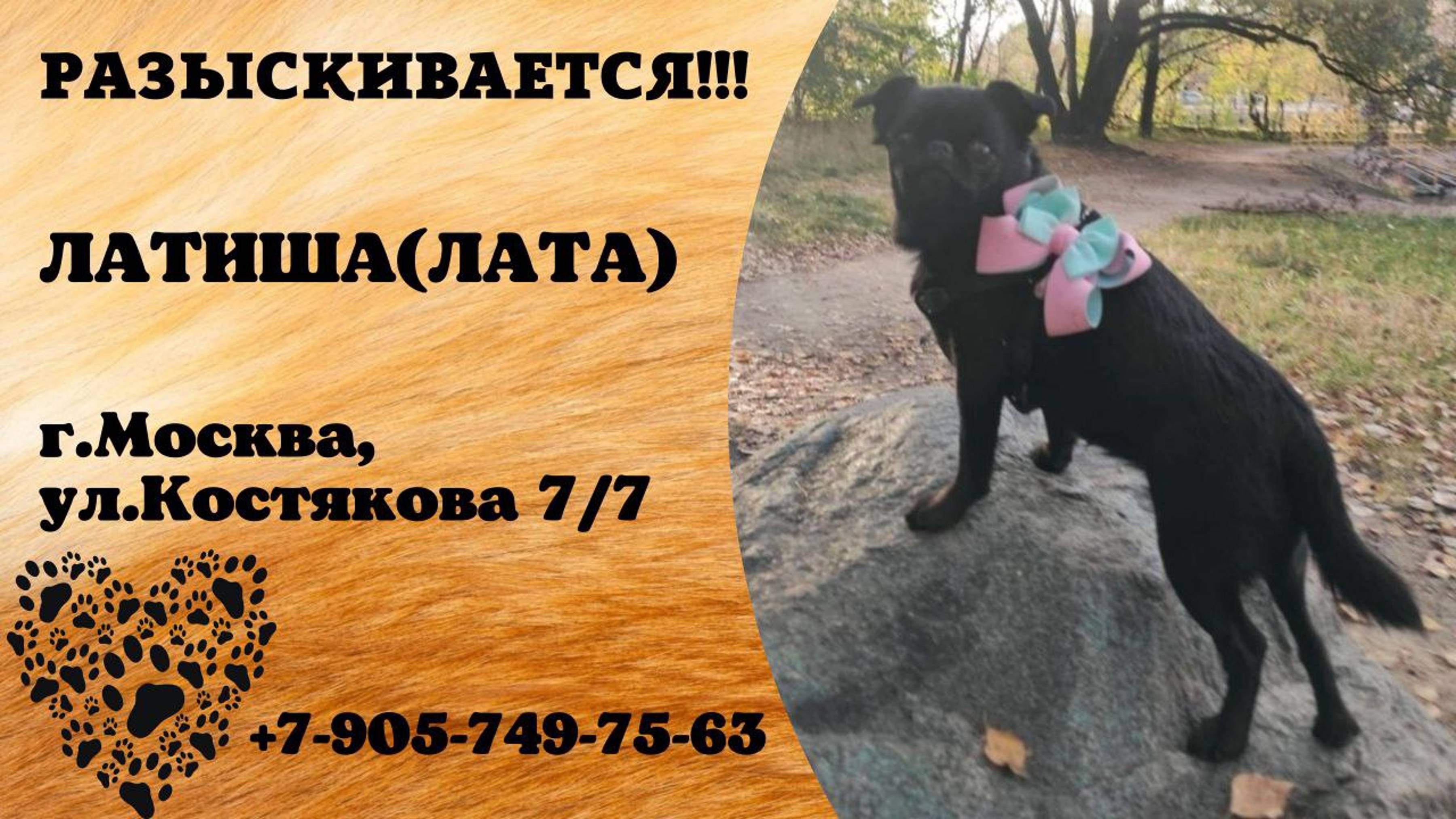 Пропала собака! ЛАТИША (ЛАТА). г. Москва, ул. Костякова 7/7
