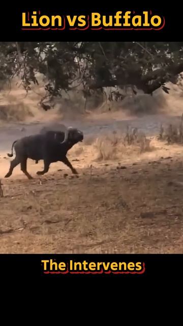 304T79wGB3I - Clash of Titans： Epic Showdown between African Buffalo and Lion #shorts #animals #viza