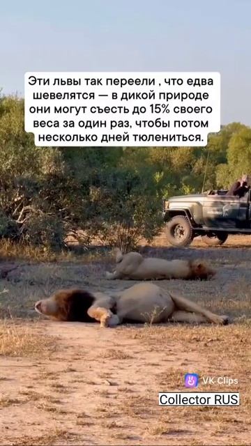 Львы так переели, что едва шевелятся